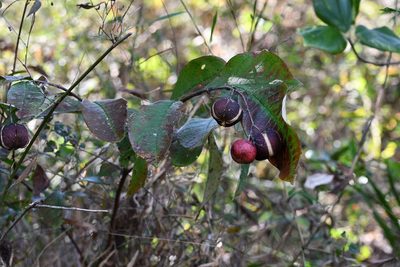 Phyllanthus grandifolius, photographed by Neptalí Ramírez Marcial