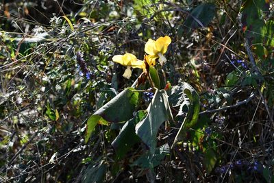 Bakeridesia gloriosa, photographed by Neptalí Ramírez Marcial