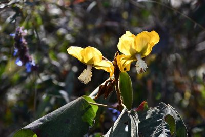 Bakeridesia gloriosa, photographed by Neptalí Ramírez Marcial