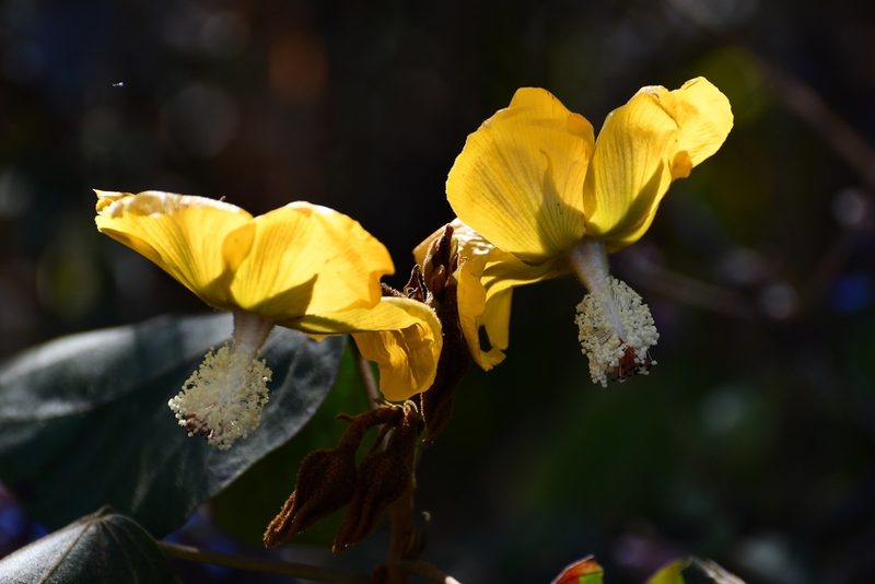Bakeridesia gloriosa, photographed by Neptalí Ramírez Marcial