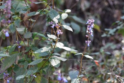 Salvia mocinoi, photographed by Neptalí Ramírez Marcial