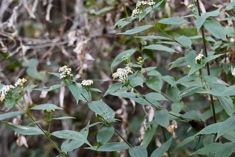 Alloispermum integrifolium, photographed by Neptalí Ramírez Marcial