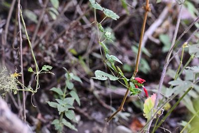 Salvia holwayi, photographed by Neptalí Ramírez Marcial