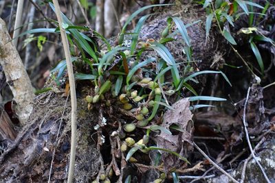 Maxillaria densa, photographed by Neptalí Ramírez Marcial