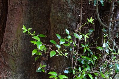 Sideroxylon persimile, photographed by Neptalí Ramírez Marcial