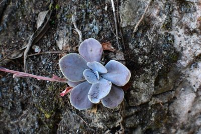 Echeveria prunina, photographed by Neptalí Ramírez Marcial