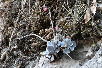 Echeveria prunina, photographed by Neptalí Ramírez Marcial