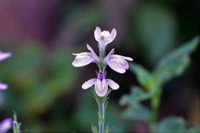Dianthera breviflora, photographed by Neptalí Ramírez Marcial