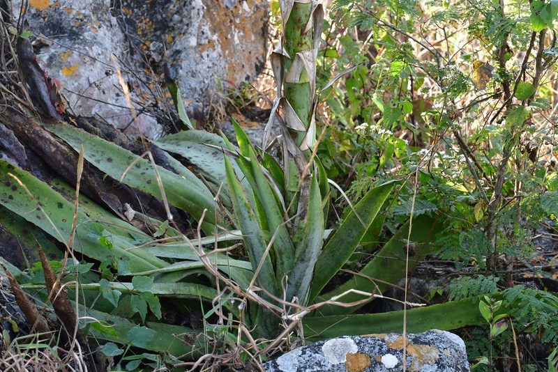 Agave kewensis, photographed by Neptalí Ramírez Marcial