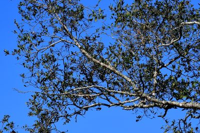 Quercus castanea, photographed by Neptalí Ramírez Marcial