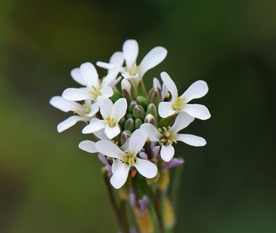 Boechera angustifolia, photographed by Todd Boland