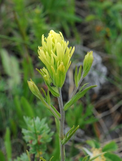 Castilleja lutescens, photographed by Todd Boland