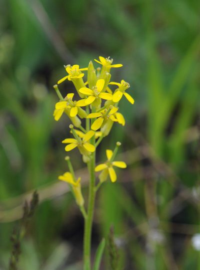 Erysimum inconspicuum, photographed by Todd Boland