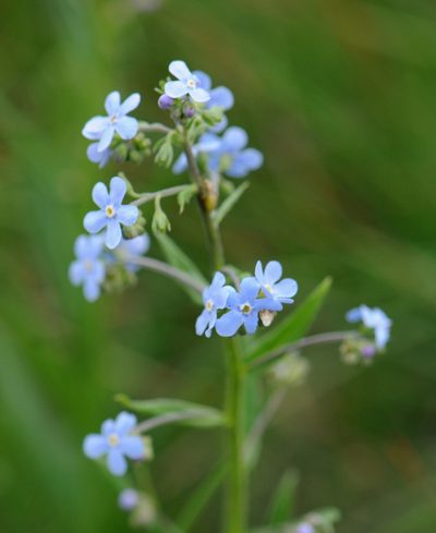 Hackelia floribunda, photographed by Todd Boland