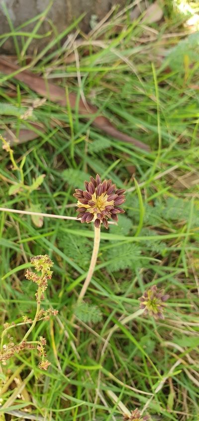 Chaerophyllum eriopodum, photographed by ianrainbow