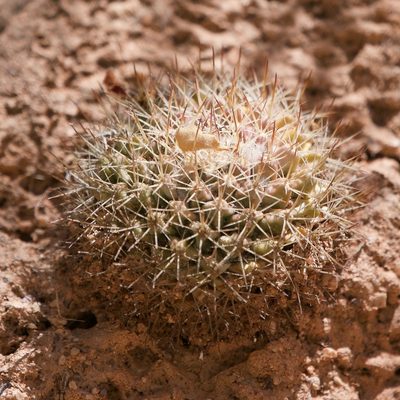 Mammillaria petrophila, photographed by Bill Levine
