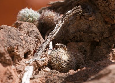 Mammillaria petrophila, photographed by Bill Levine