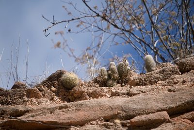 Mammillaria petrophila, photographed by Bill Levine