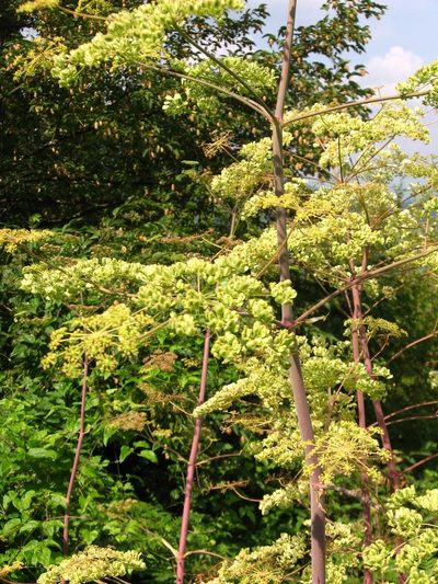 Peucedanum verticillare, photographed by Luca Fornasari