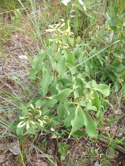 Spiranthera odoratissima, photographed by Leonardo Bergamini
