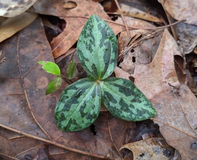Trillium ludovicianum, photographed by Philip Vanbergen
