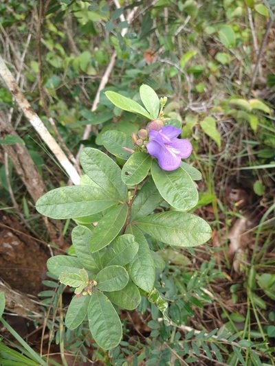 Periandra mediterranea, photographed by Leonardo Bergamini