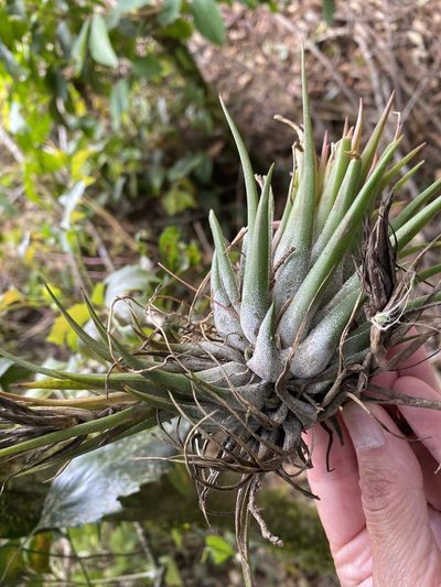 Tillandsia kolbii, photographed by Grete Pasch