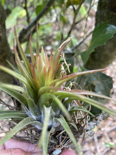 Tillandsia kolbii, photographed by Grete Pasch