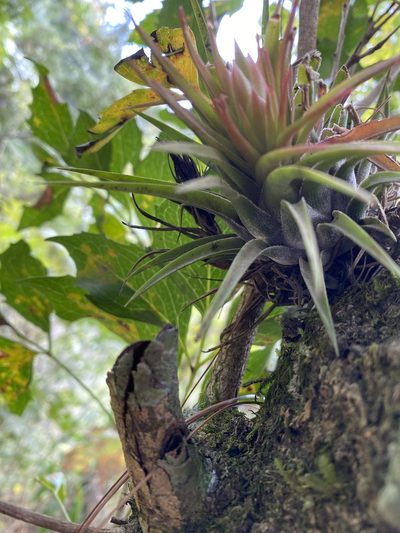 Tillandsia kolbii, photographed by Grete Pasch