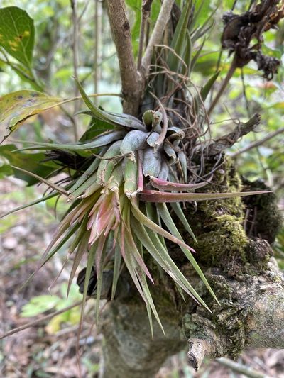 Tillandsia kolbii, photographed by Grete Pasch