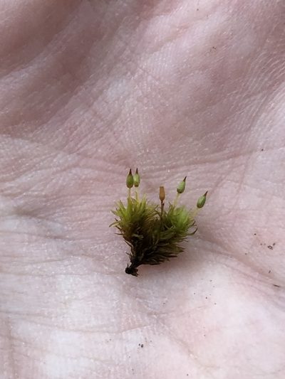 Orthotrichum consimile, photographed by Jared Shorma