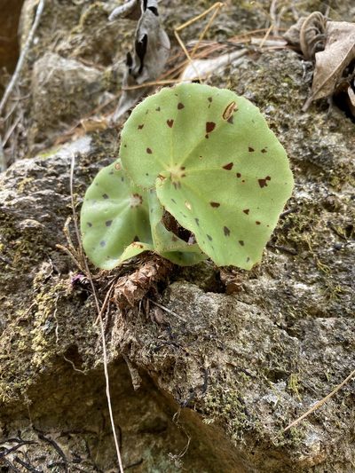 Begonia motozintlensis, photographed by Grete Pasch