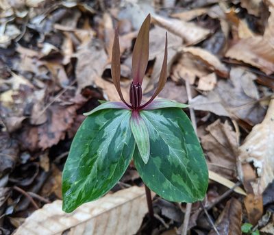 Trillium ludovicianum, photographed by Philip Vanbergen