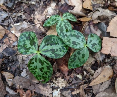 Trillium ludovicianum, photographed by Philip Vanbergen