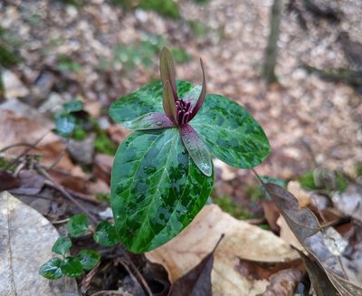 Trillium ludovicianum, photographed by Philip Vanbergen