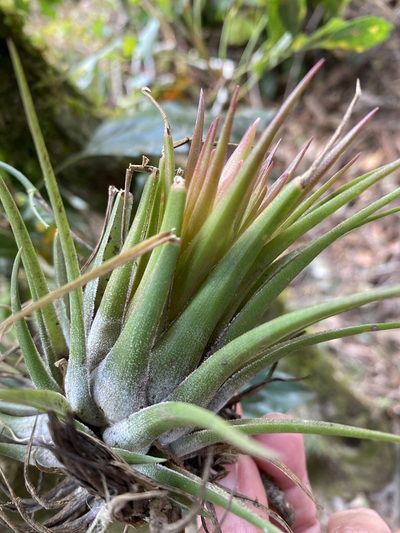 Tillandsia kolbii, photographed by Grete Pasch