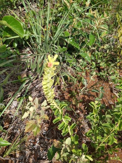 Stachytarpheta longespicata, photographed by Leonardo Bergamini
