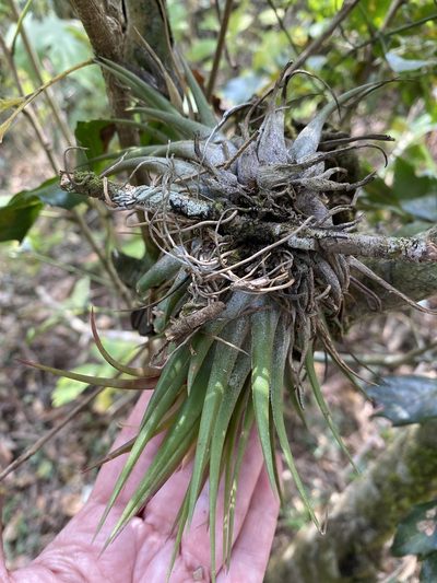 Tillandsia kolbii, photographed by Grete Pasch