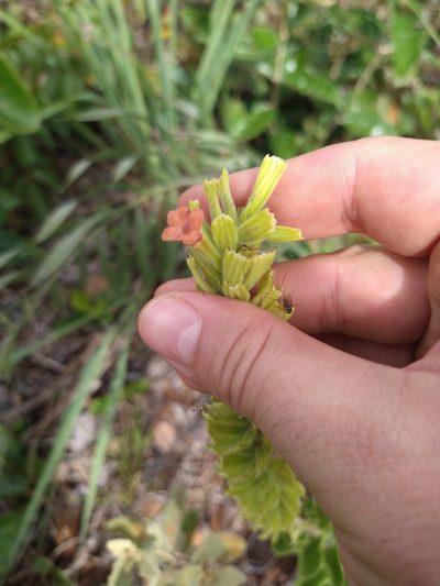 Stachytarpheta longespicata, photographed by Leonardo Bergamini