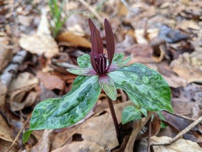 Trillium ludovicianum, photographed by Philip Vanbergen