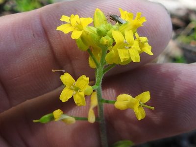 Draba helleriana, photographed by Sam Kieschnick