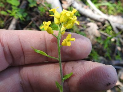 Draba helleriana, photographed by Sam Kieschnick