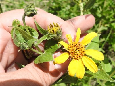 Aldama cordifolia, photographed by Sam Kieschnick