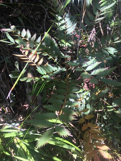 Myodocarpus fraxinifolius, photographed by Ryan McMinds