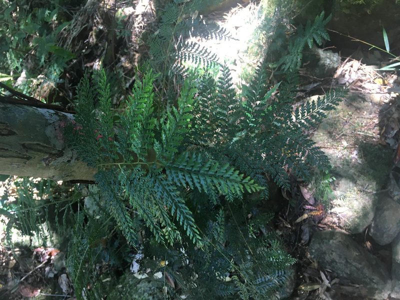 Teratophyllum wilkesianum, photographed by Ryan McMinds