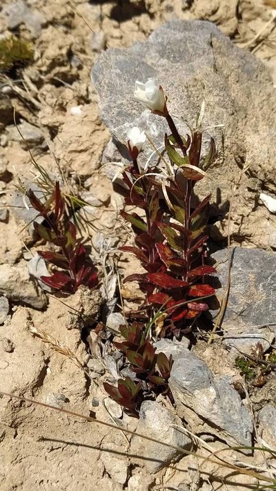 Epilobium vernicosum, photographed by Heidi Meudt