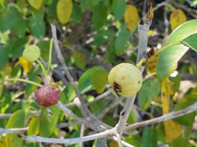 Ficus citrifolia, photographed by Tom Field