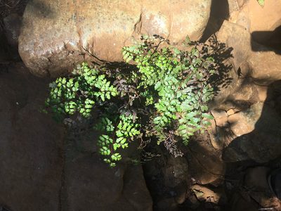 Odontosoria deltoidea, photographed by Ryan McMinds