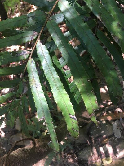 Parablechnum chauliodontum, photographed by Ryan McMinds