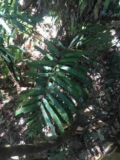 Parablechnum chauliodontum, photographed by Ryan McMinds